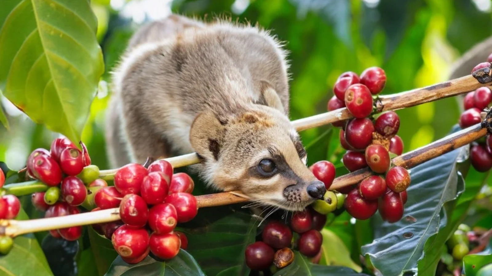 kopi luwak