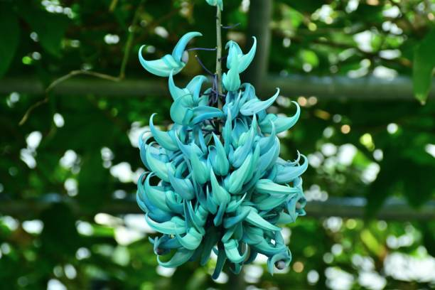 Jade Vine