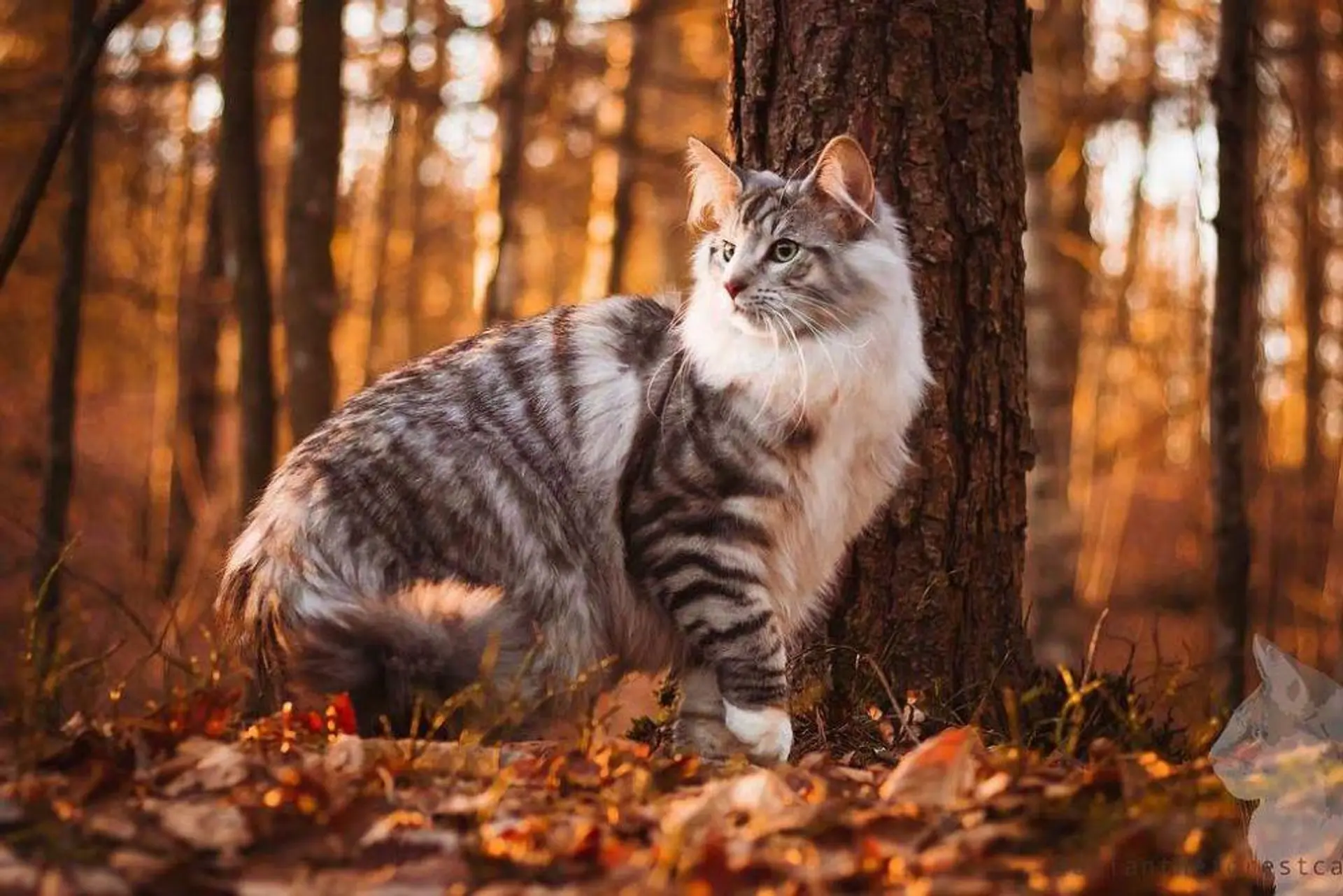 Norwegian Forest