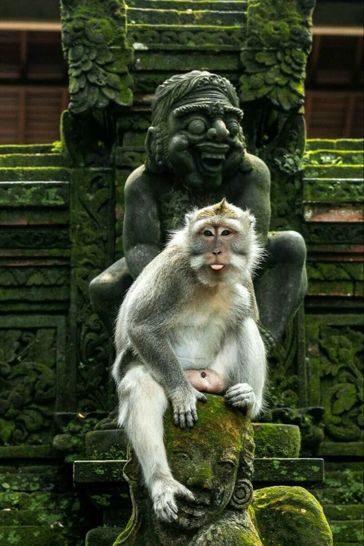 ubud monkey forest bali