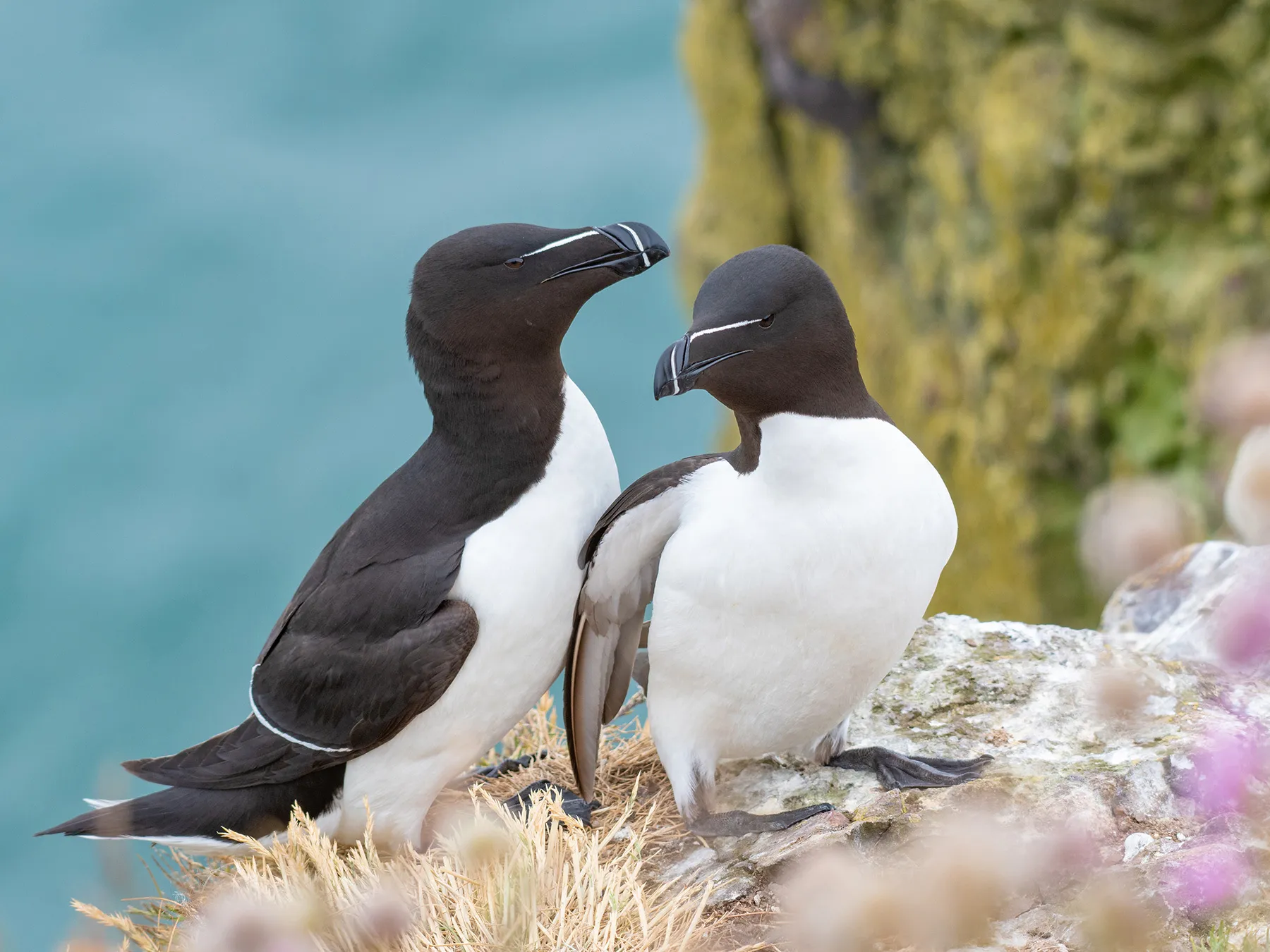 Razorbills