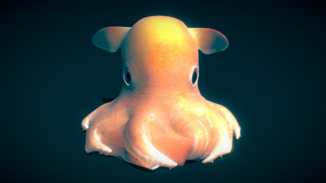 dumbo octopus