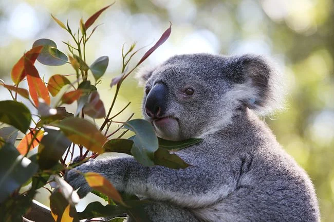 koala