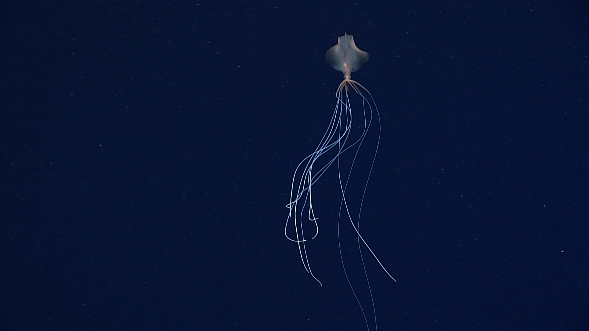 Bigfin Squid