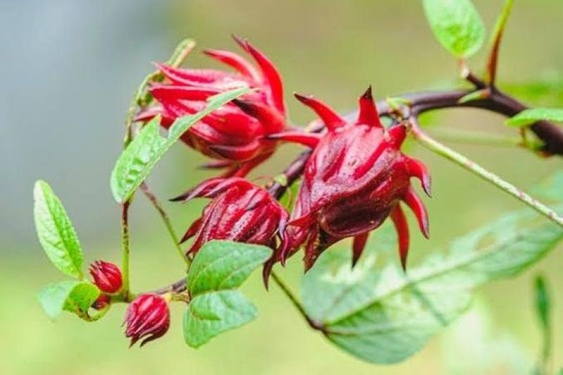 rosella