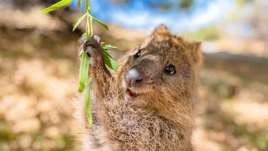 quokka