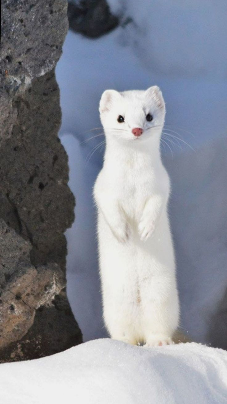 stoat
