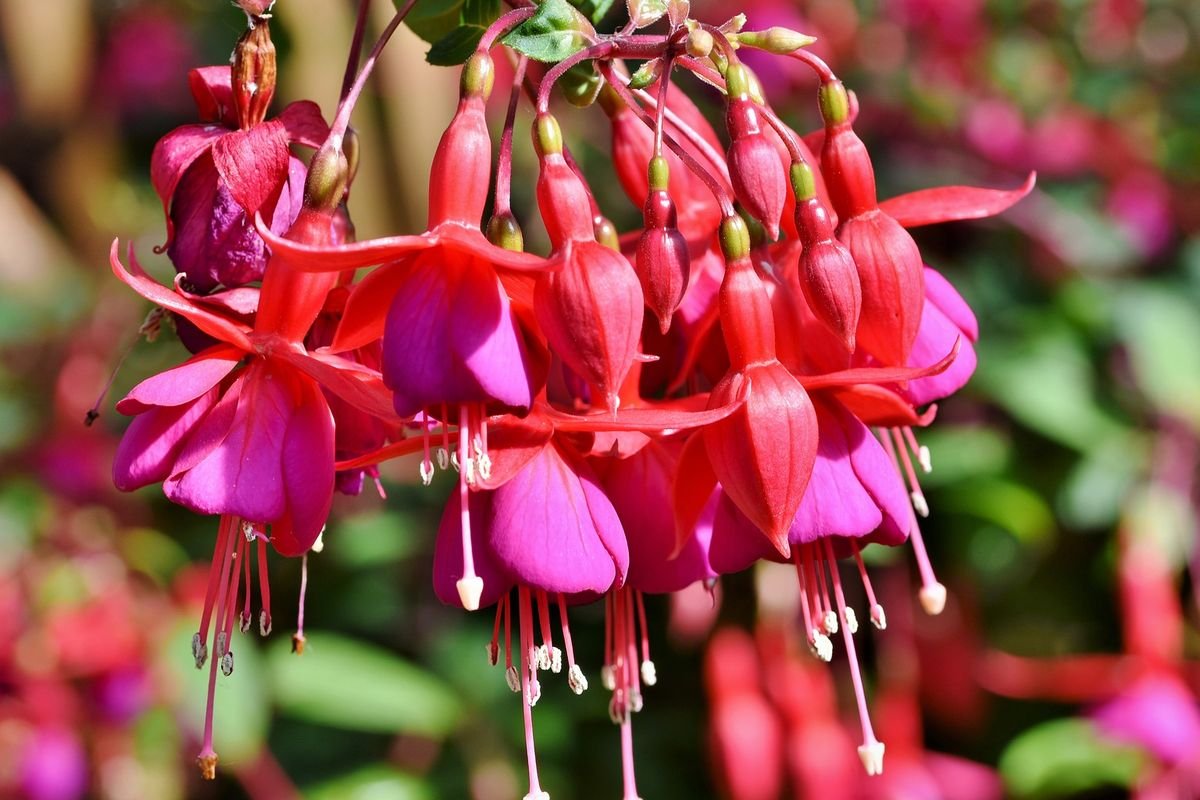 bunga fuchsia