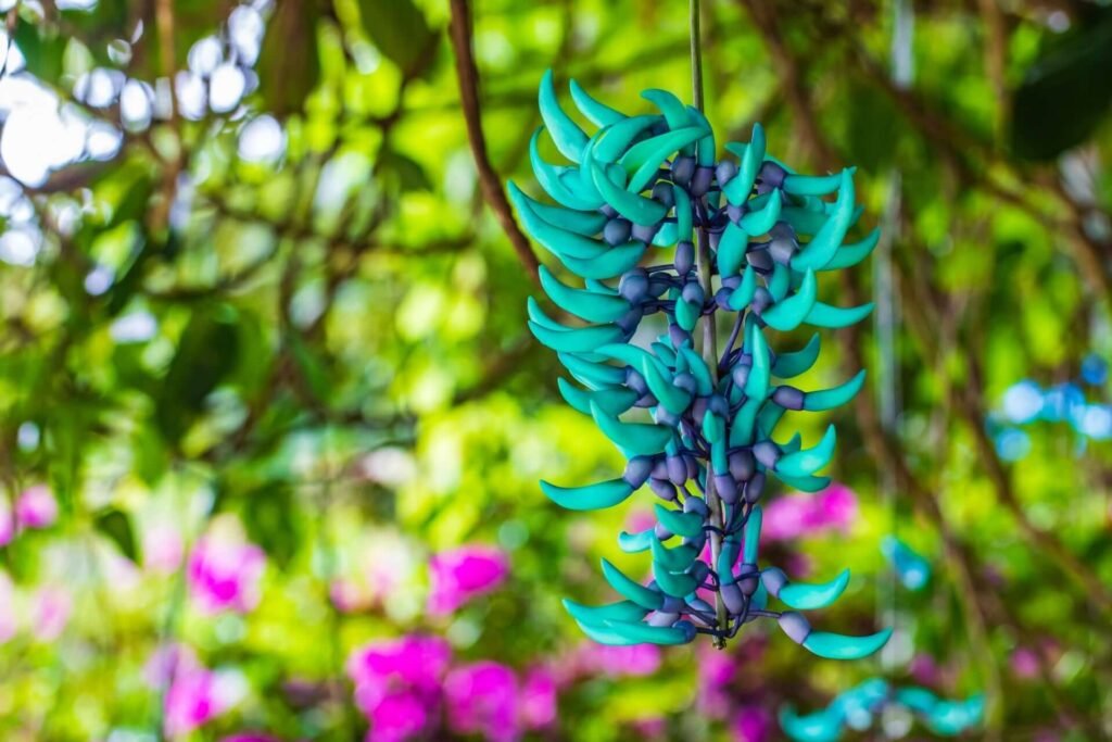 jade vine