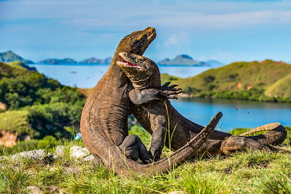 komodo