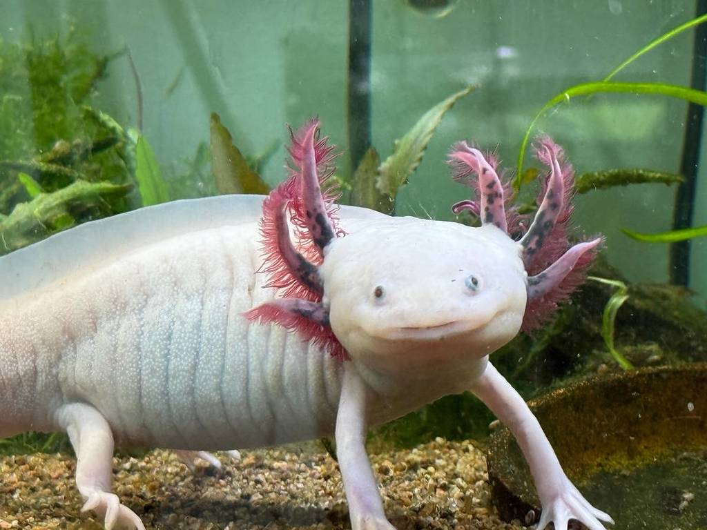 Axolotl