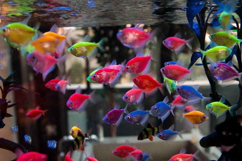 GloFish