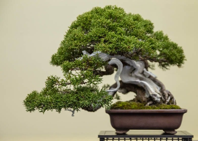 Bonsai