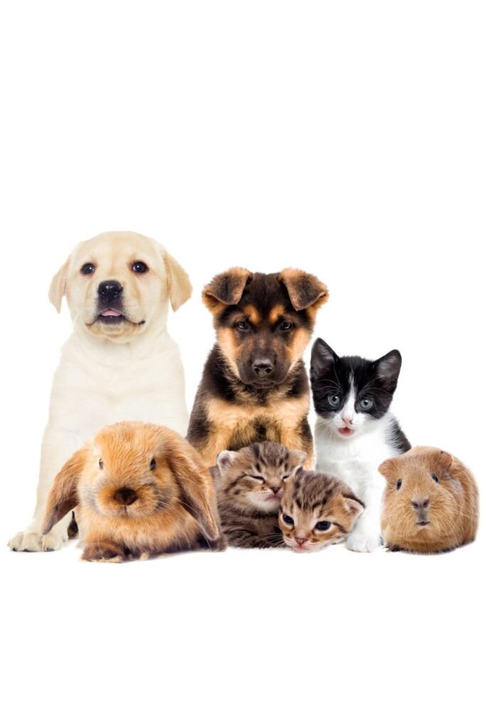 Jangan Kasih Makan Ini