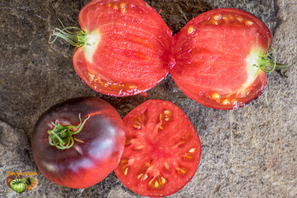 Tomat Sergeant Pepper
