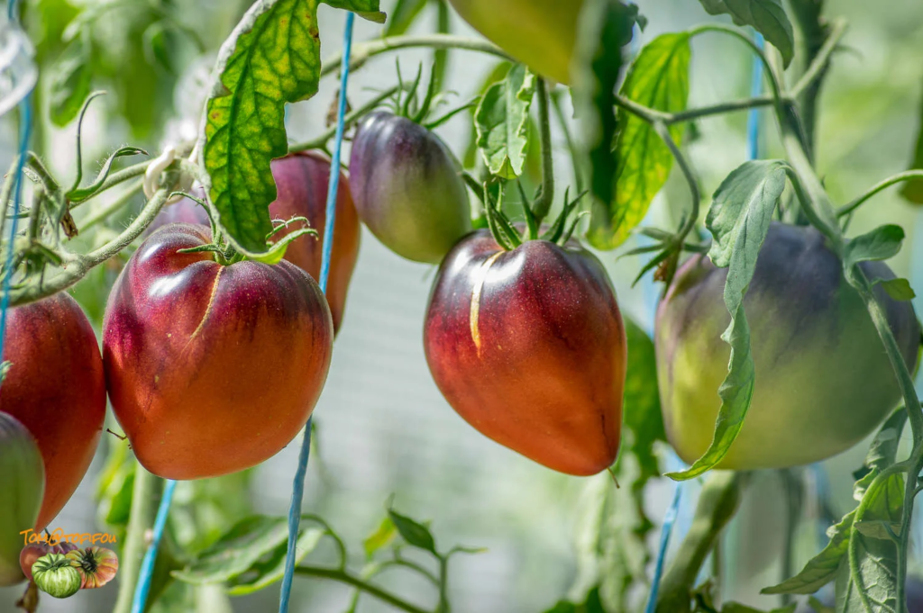 Tomat Sergeant Pepper