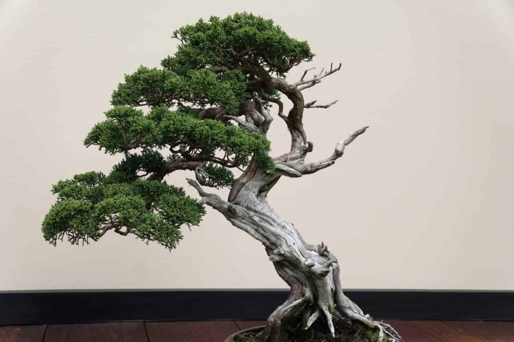 Bonsai