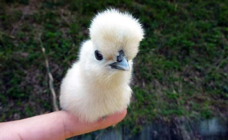 Ayam Silkie