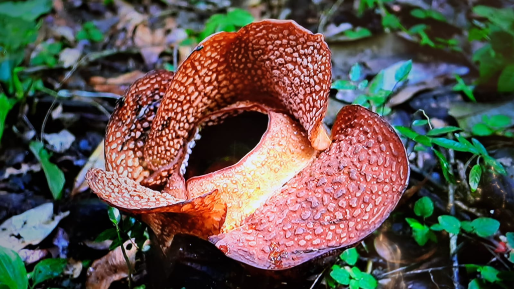 Rafflesia arnoldii
