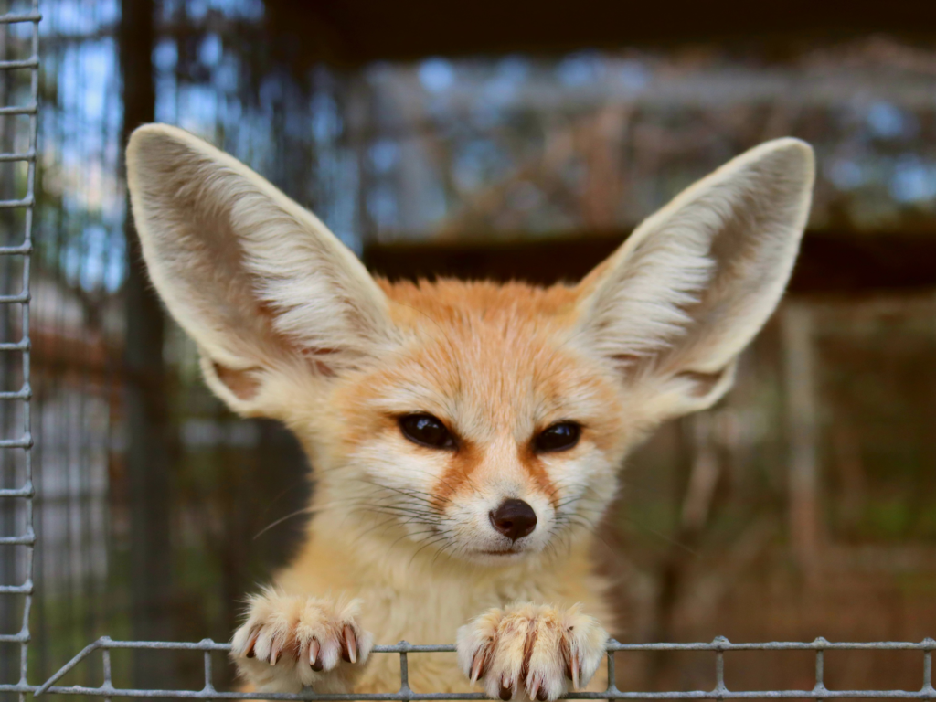 Rubah Fennec
