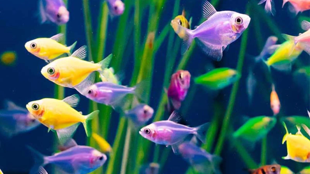 GloFish
