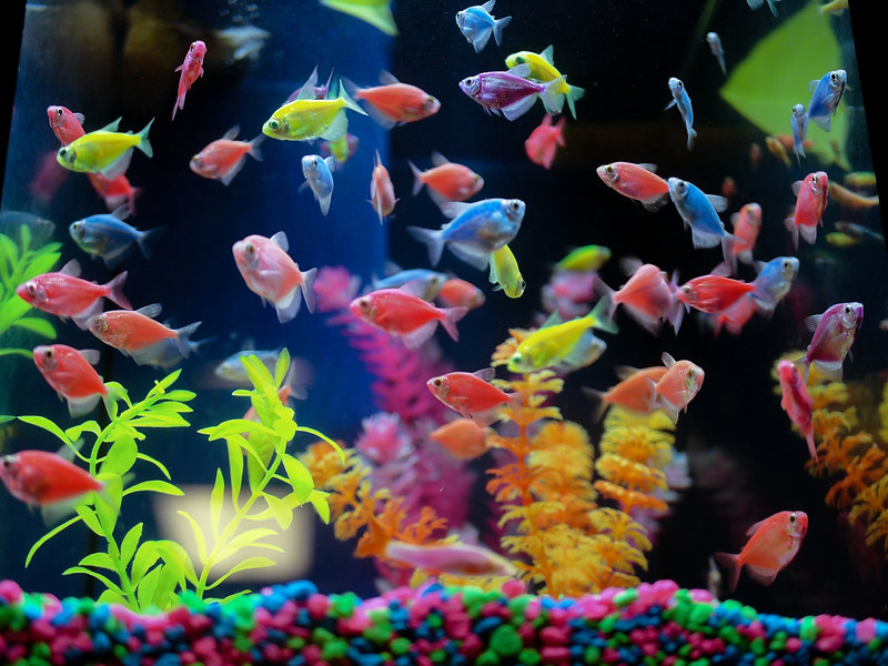 GloFish