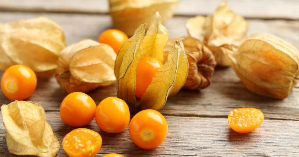 Physalis