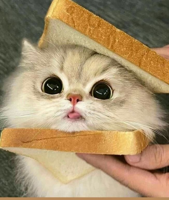 Rahasia Bahasa Kucing