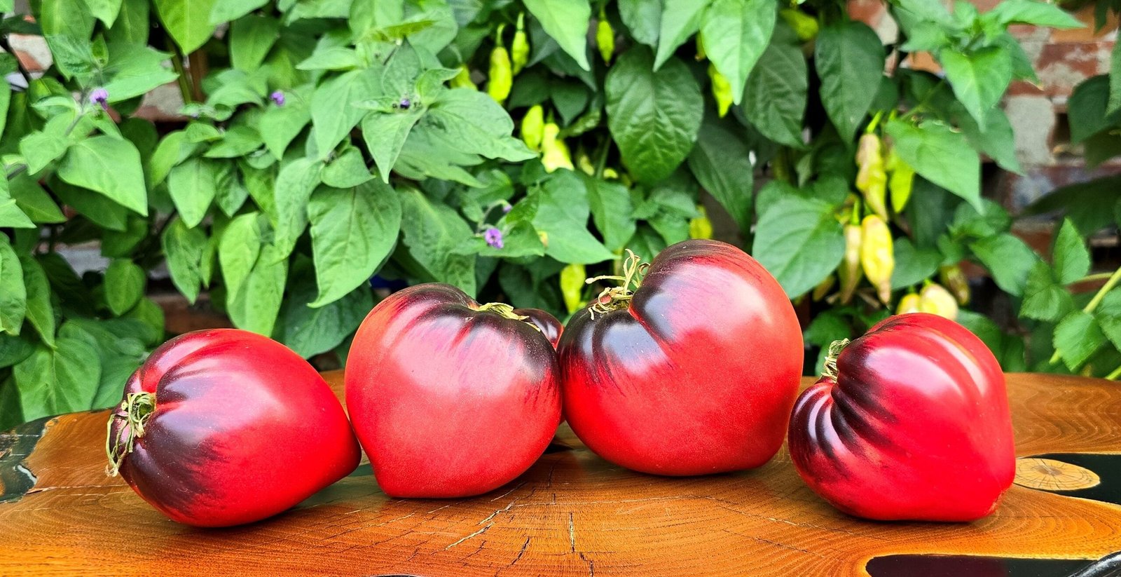 Tomat Sergeant Pepper