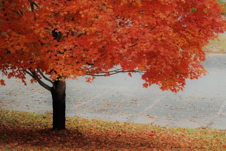 Musim Gugur di Kanada