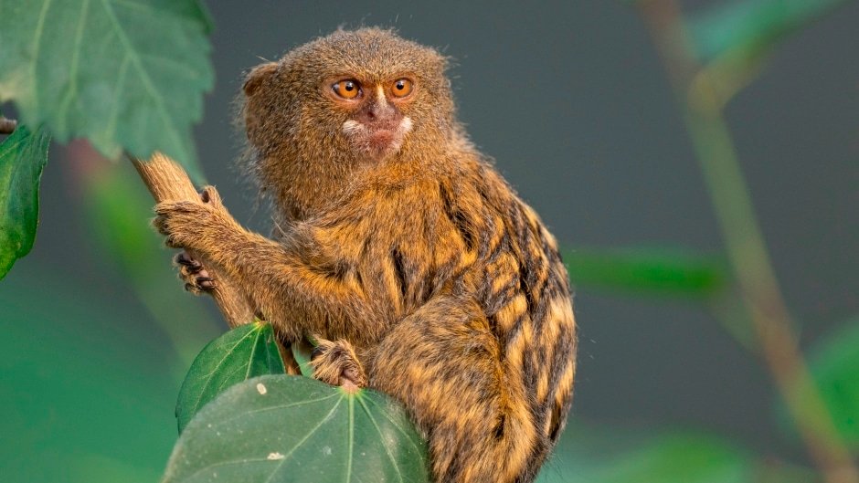 Pygmy Marmoset