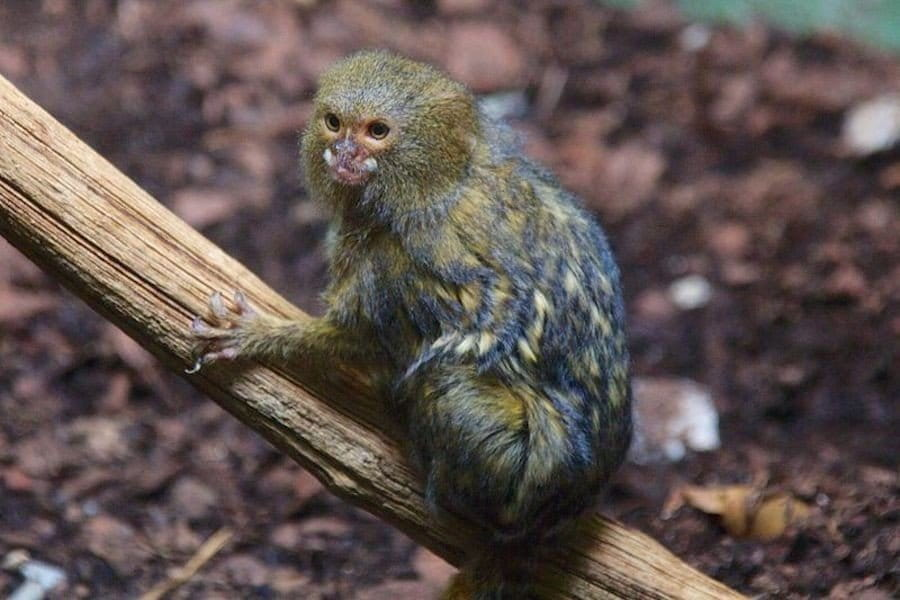 Pygmy Marmoset