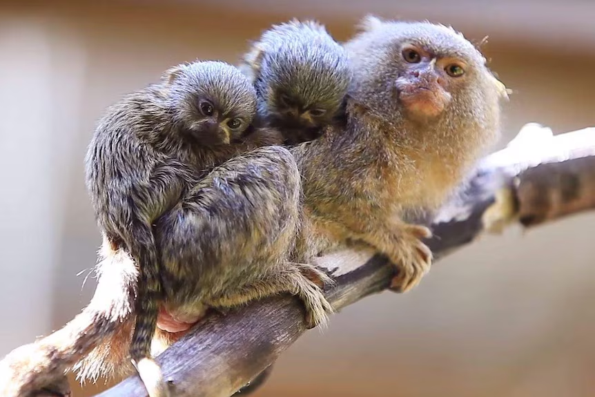 Pygmy Marmoset