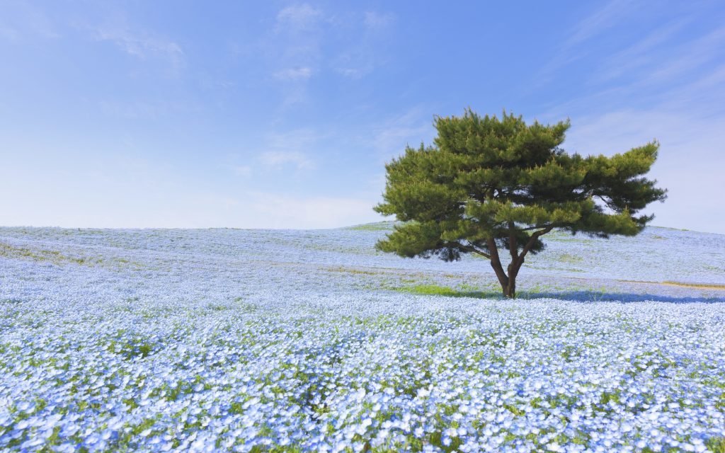 Hitachi Seaside Park