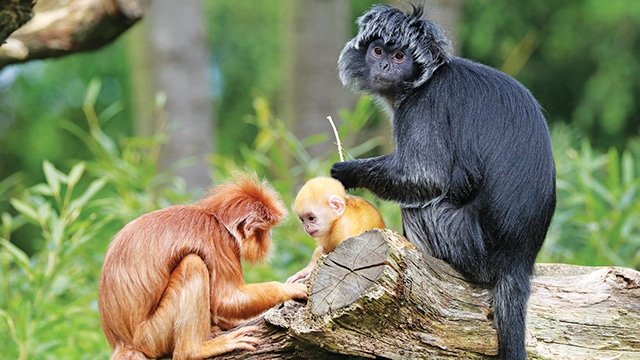 Lutung Jawa