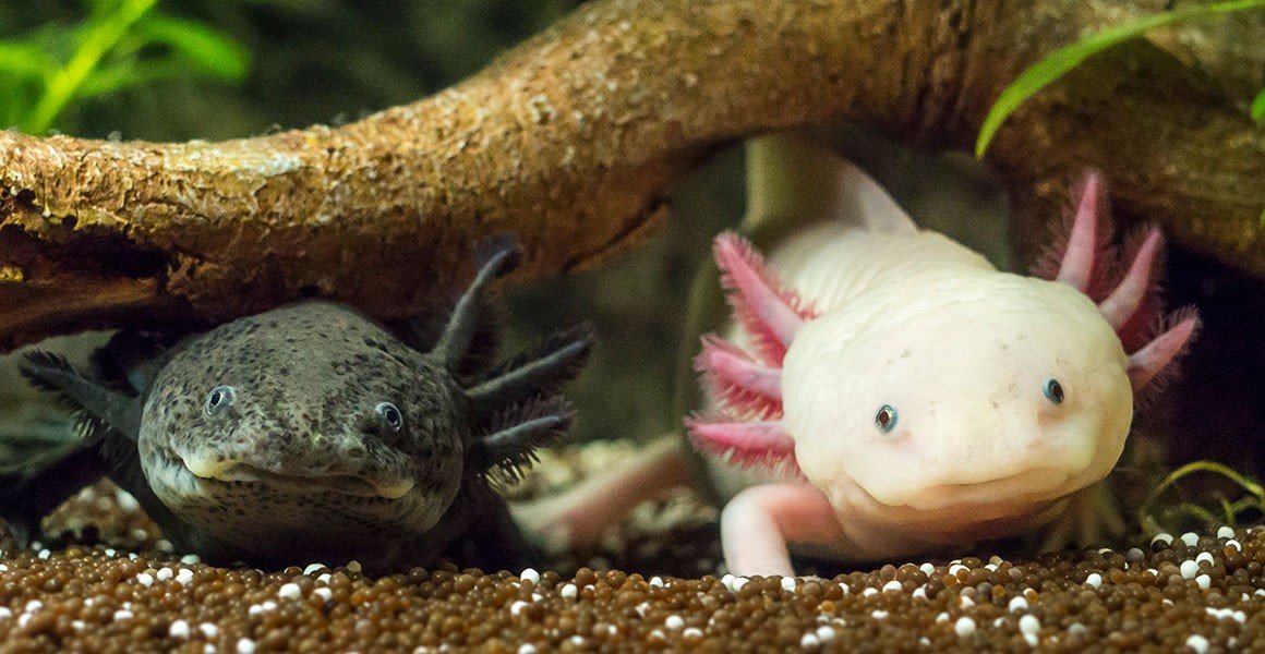 Fakta Tersembunyi Axolotl