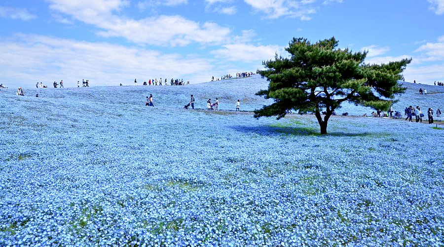 Hitachi Seaside Park