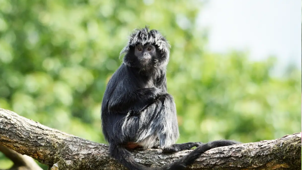 Lutung Jawa