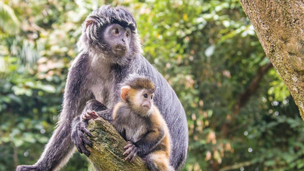 Lutung Jawa