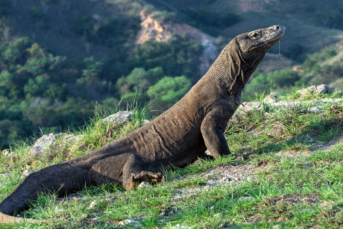 Komodo Hanya Bisa Ditemukan di Nusa Tenggara