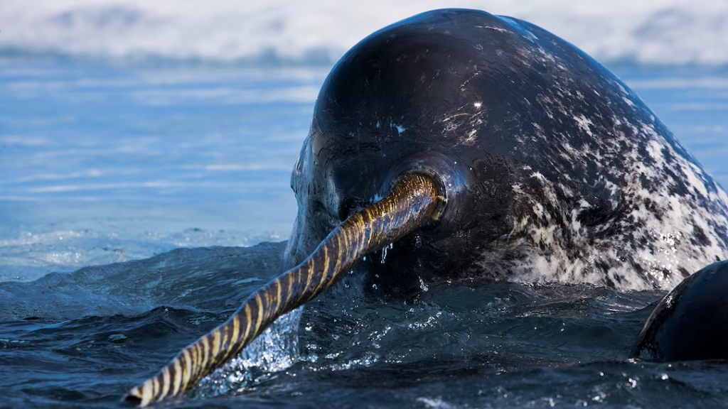 Narwhal
