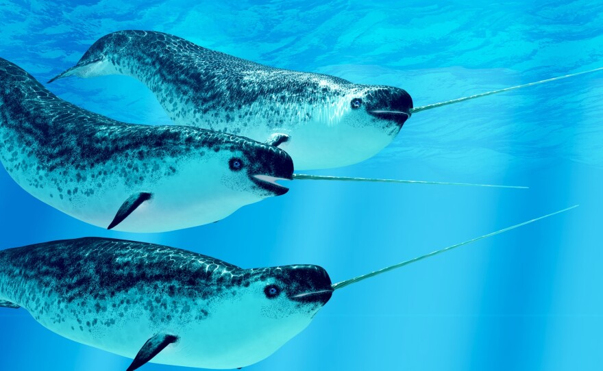 Narwhal