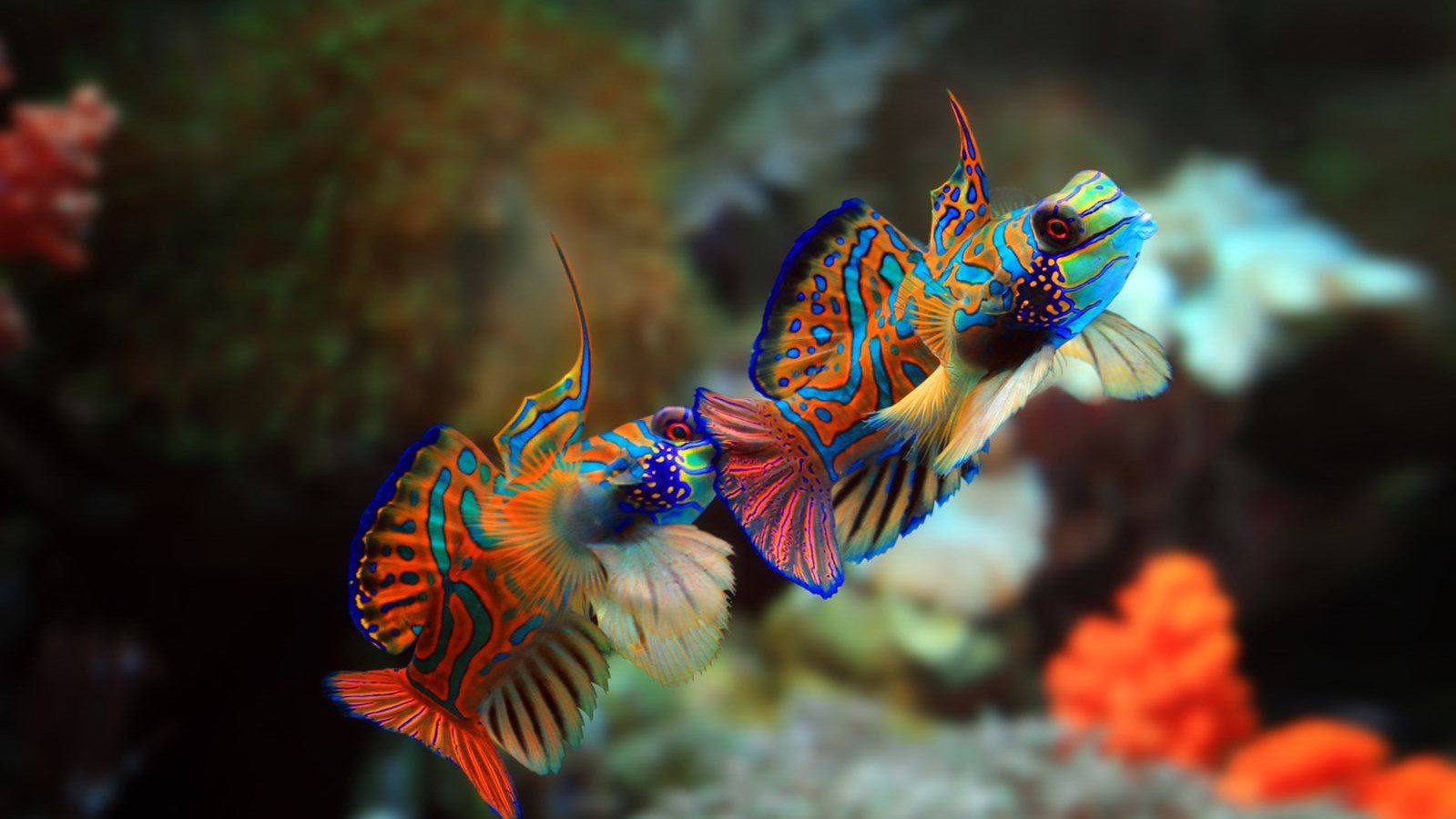 Ikan Mandarin