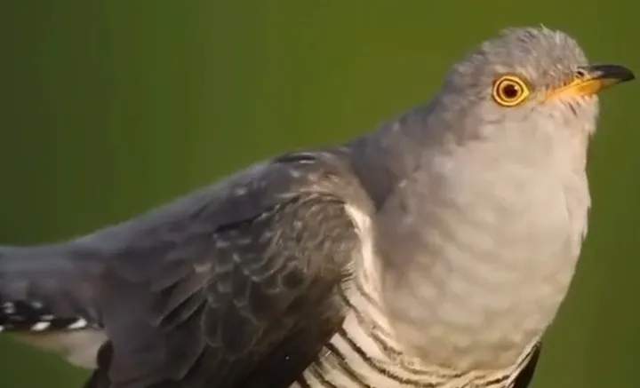 Burung kukuk