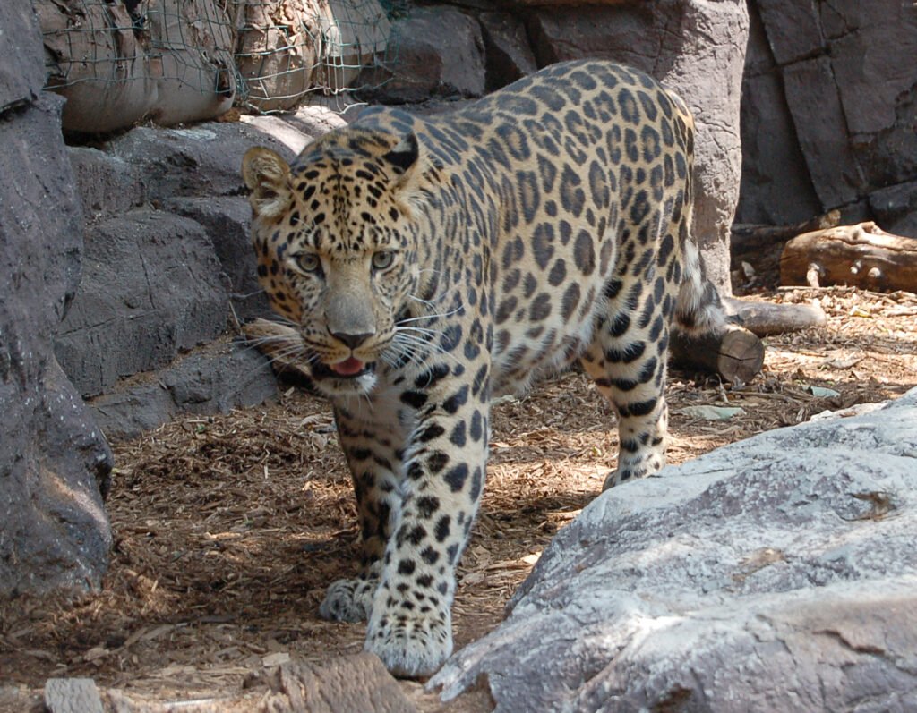 Macan Tutul Amur