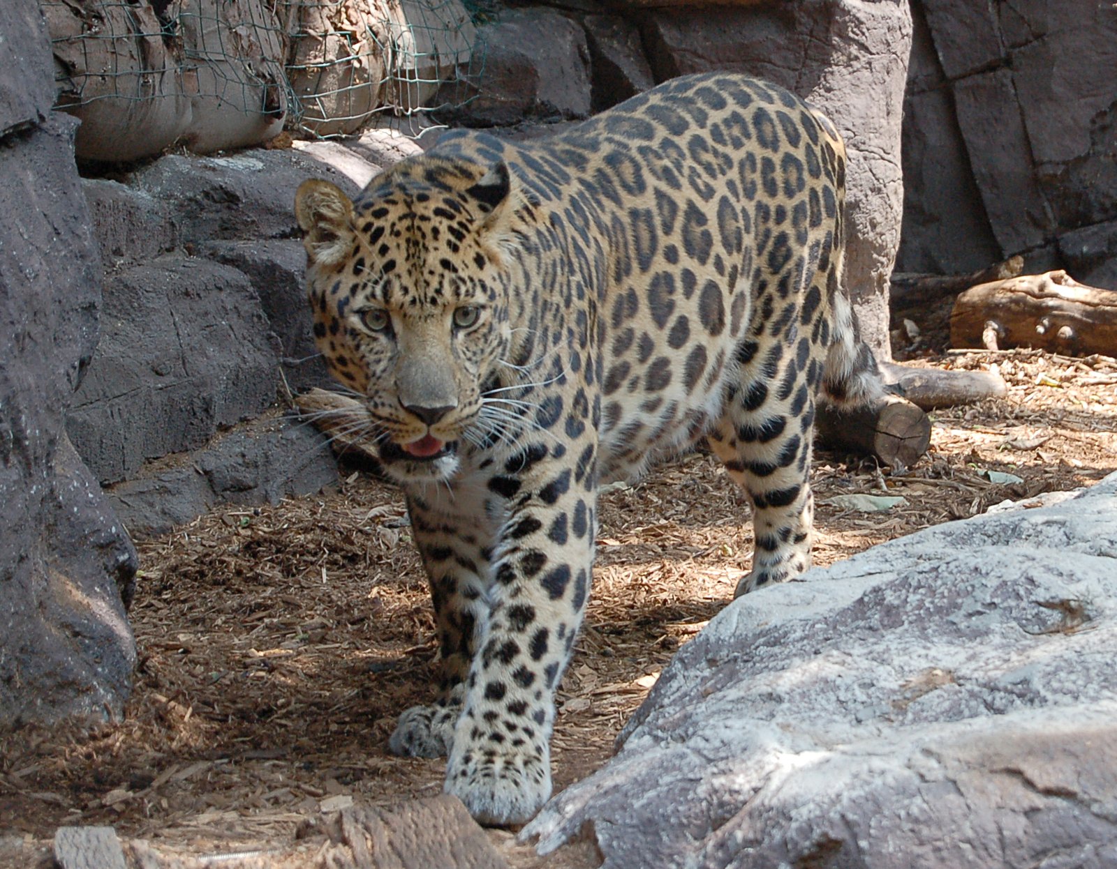 Macan Tutul Amur