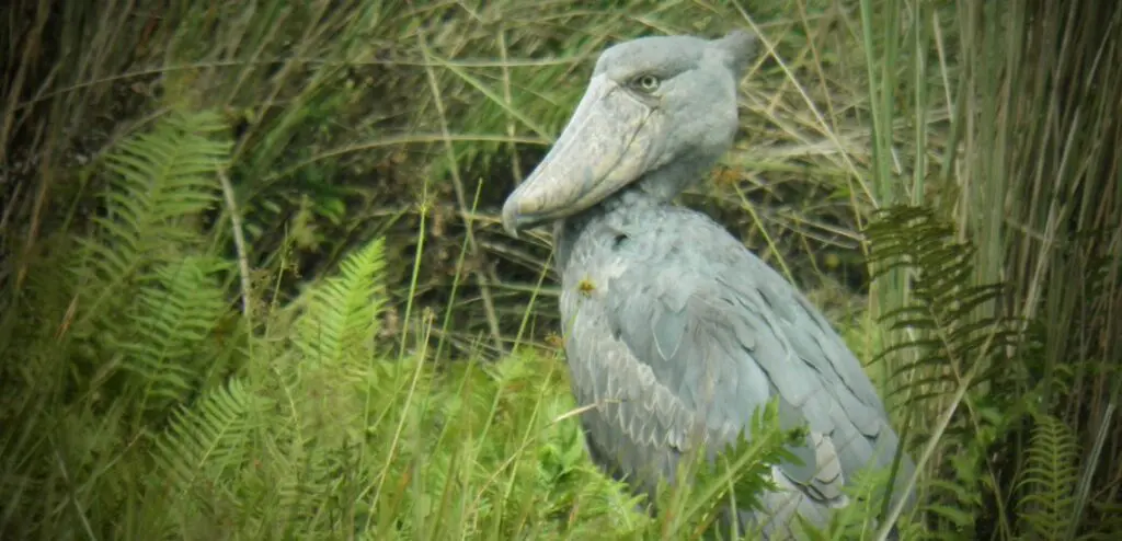 Shoebill