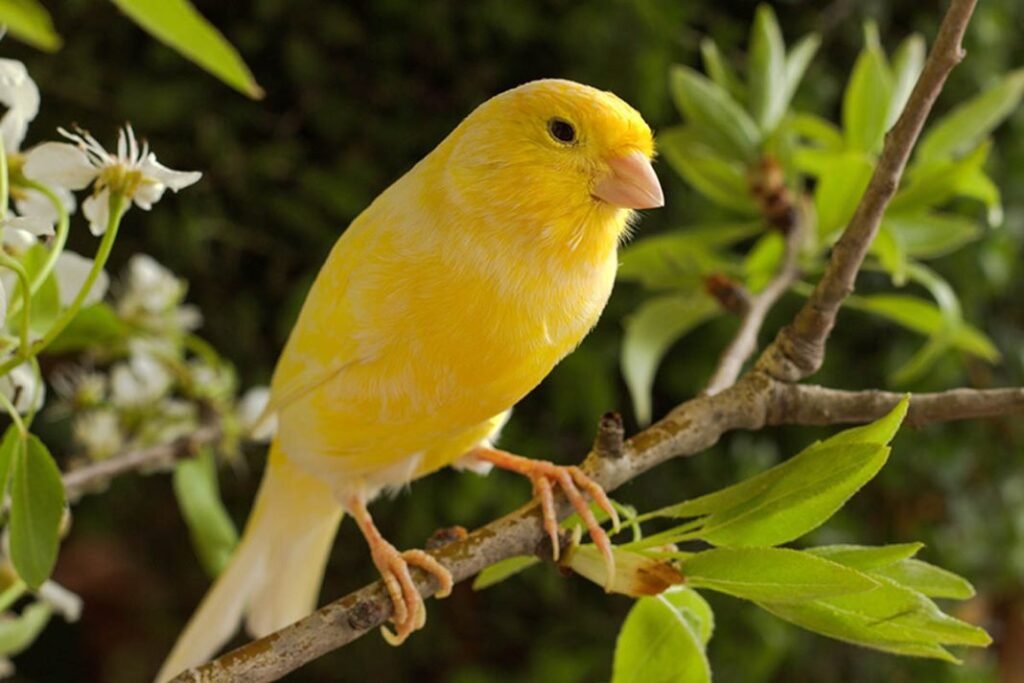 Burung Kenari