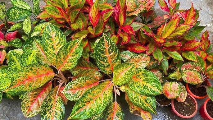 Aglaonema