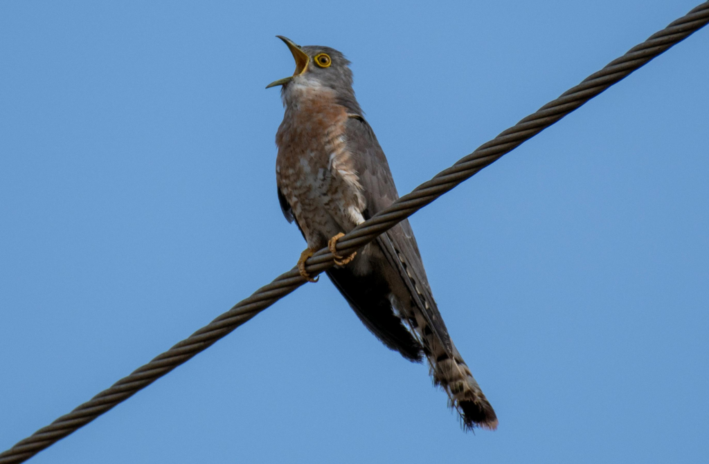 Burung kukuk